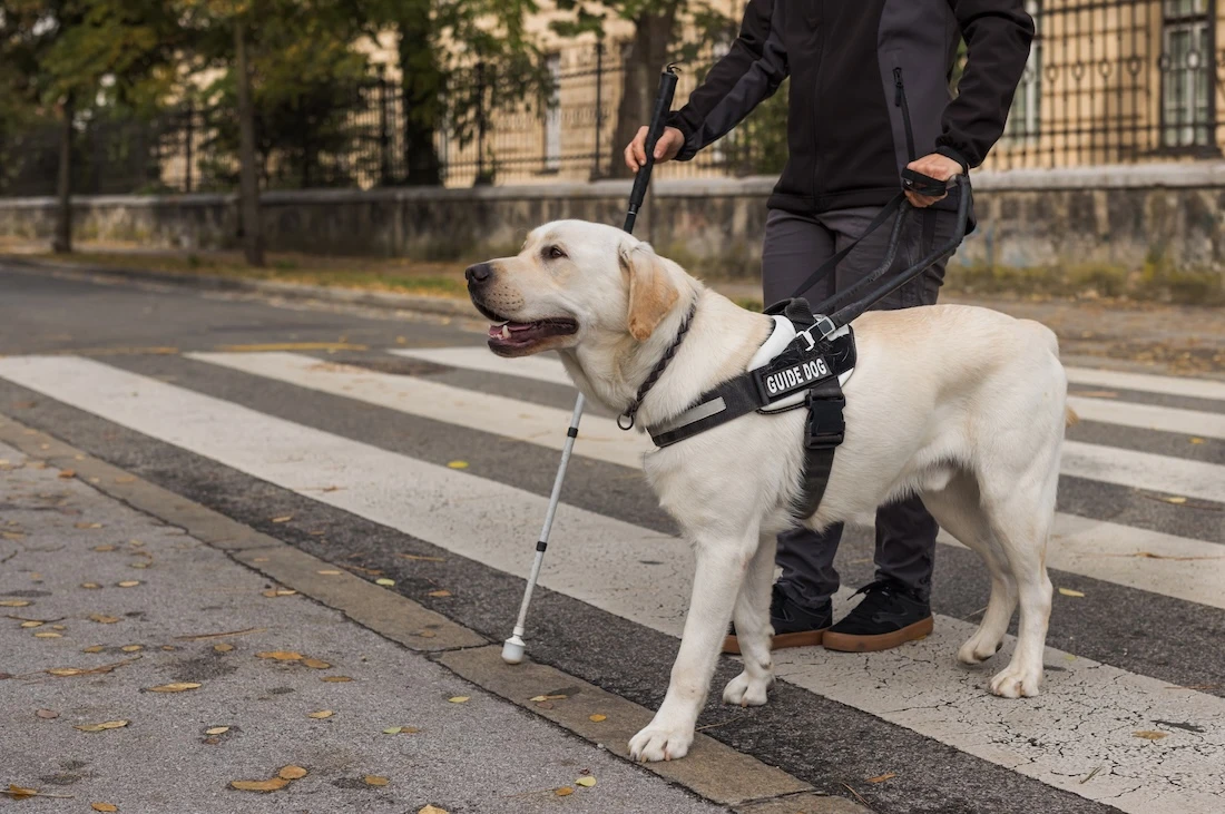 Mordeduras de perros de servicio: responsabilidades y derechos legales en California