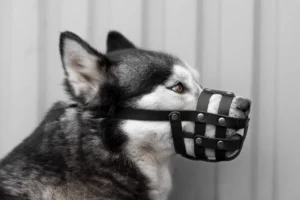 Sus derechos como víctima de una mordedura de perro en California: una guía completa